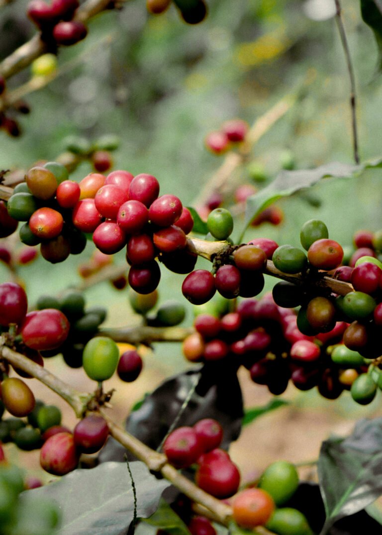 Coffe Plant