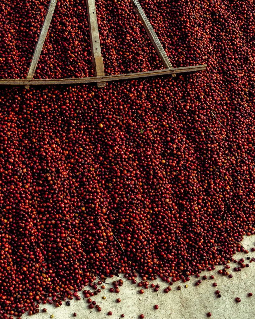 Coffee beans drying in the sun. Coffee plantations at coffee farm